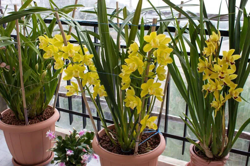 Kỹ thuật đặt củ địa lan vào chậu mới và bổ sung giá thể