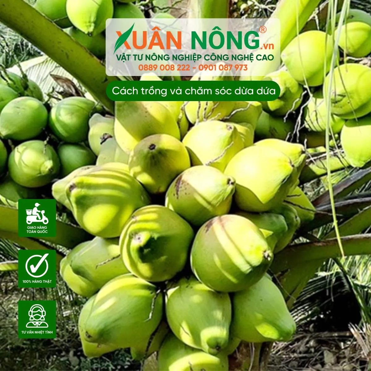 Minh họa các bước kỹ thuật trồng dừa dứa đúng cách, đảm bảo cây phát triển