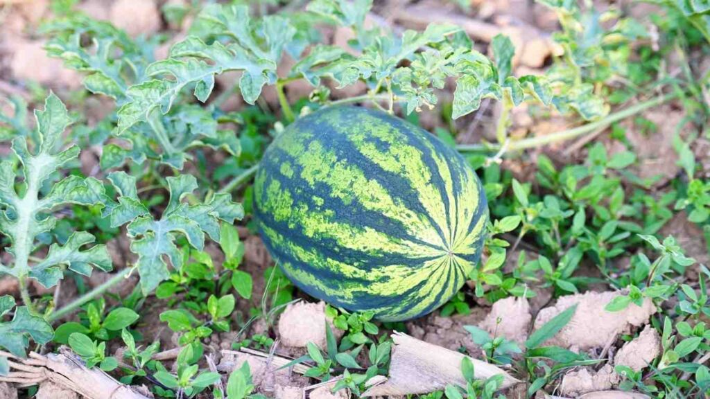 Cách Trồng Dưa Hấu Ruột Đỏ Đạt Năng Suất Cao Ngay Tại Nhà