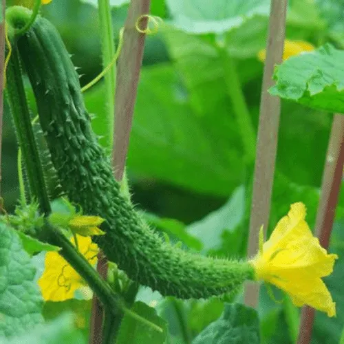 Giàn dưa leo bắt đầu vươn cao trong thùng xốp