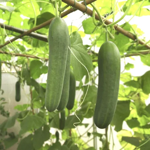 Giàn dưa leo đang phát triển trong thùng xốp