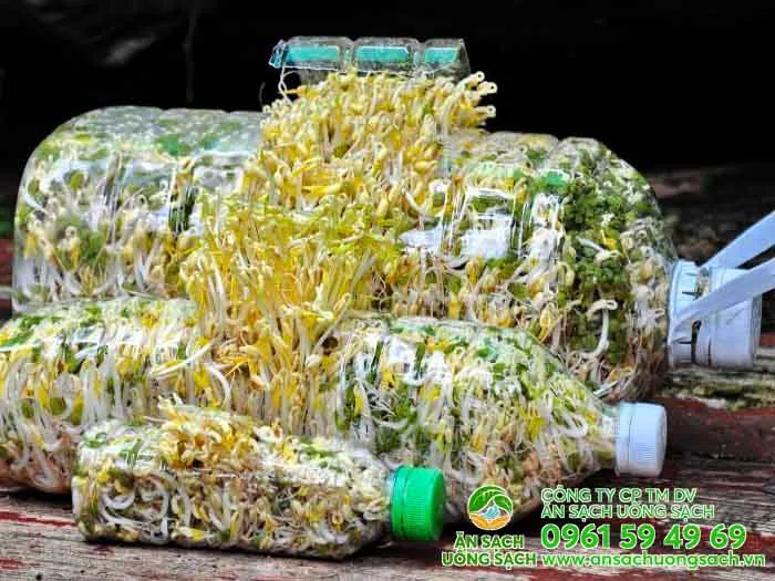 Cách trồng giá bằng chai nhựa giúp tiết kiệm diện tích và dễ dàng kiểm soát độ ẩm