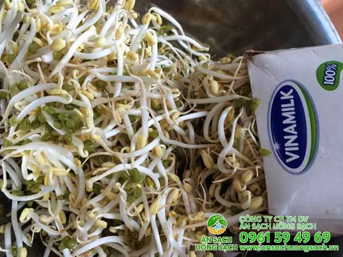 Trồng giá bằng hộp sữa là phương pháp phổ biến, tận dụng vật liệu tái chế