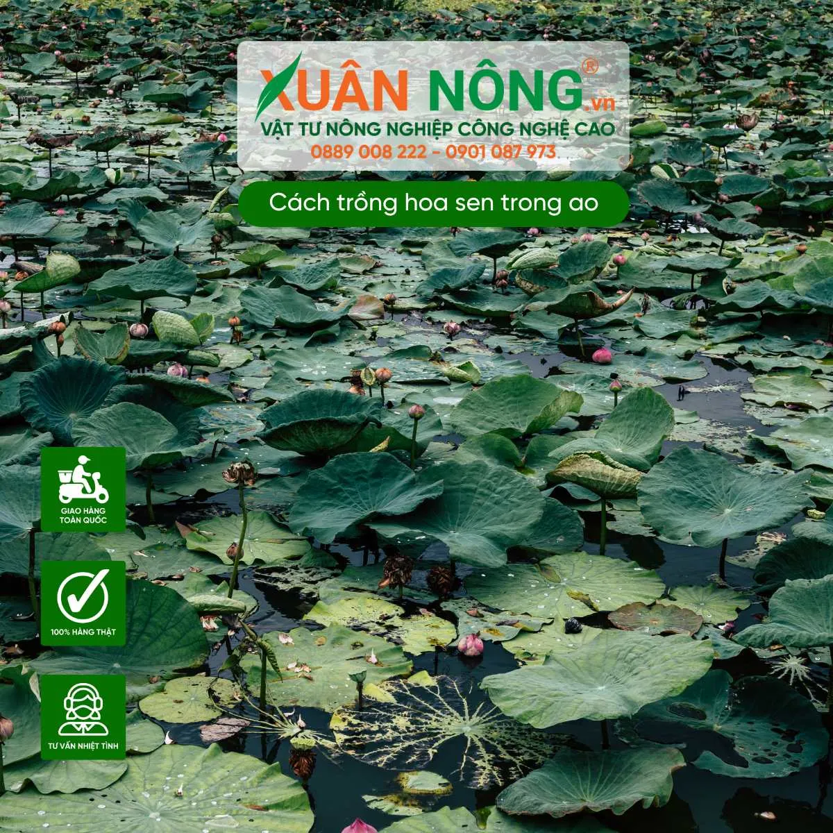 Kỹ thuật đặt củ sen trong ao