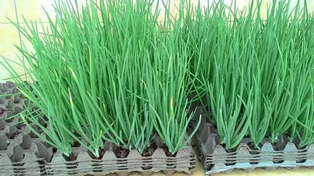 Các cách trồng hành lá