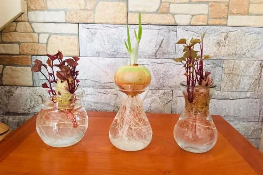 Hành tây rất giàu chất dinh dưỡng tự nhiên cần thiết cho sức khỏe