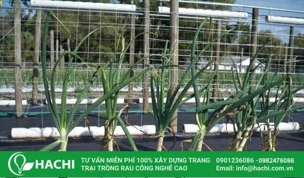 Trồng cây hành tây non vào các lỗ trên khay thủy canh NFT