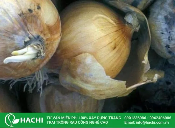 Củ hành tây bị bệnh thối mềm với các vết thâm đen đồng tâm