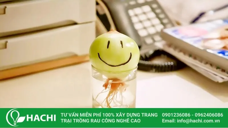 Củ hành tây được vẽ mặt ngộ nghĩnh trồng thủy canh để trang trí