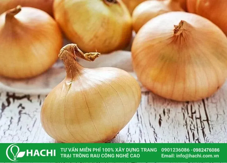 Kiểm tra và theo dõi tình trạng cây hành tây trong hệ thống thủy canh