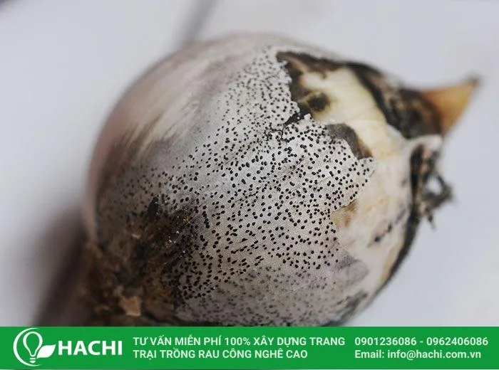 Lá hành tây bị bệnh thán thư với các đốm trắng xám