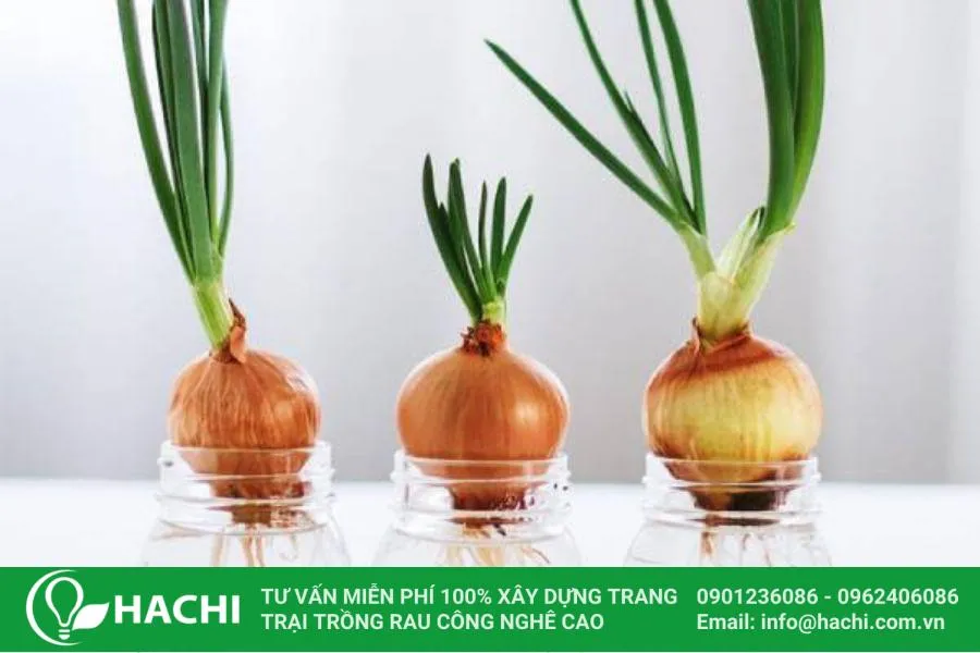 Củ hành tây đang được trồng thủy sinh trong cốc thủy tinh