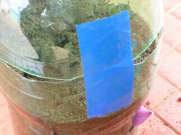 Hình ảnh cố định miệng chai bằng băng dính sau khi hoàn thành việc trồng, tạo thành một hệ thống kín