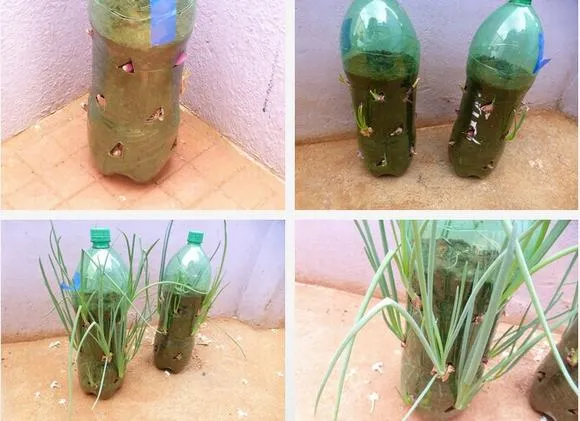 Hình ảnh tưới nước và đặt chai hành đã trồng dưới ánh nắng mặt trời để cây phát triển