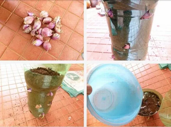 Hình ảnh nhét củ hành tím vào các lỗ khoét trên thân chai, đảm bảo ngọn hướng ra ngoài