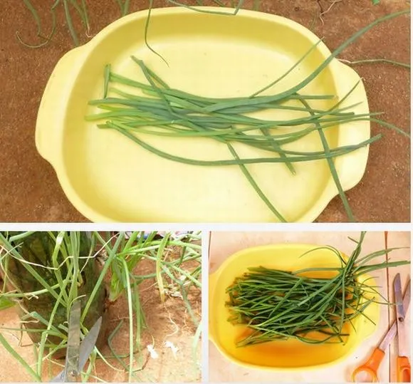 Hình ảnh thu hoạch lá hành bằng kéo, chỉ cắt phần ngọn và để lại phần gốc để tái sinh