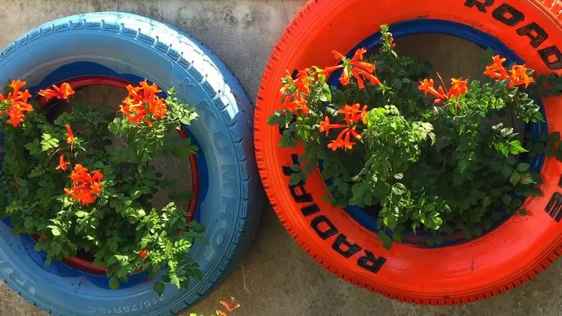 Chậu hoa lốp xe sơn màu xanh và đỏ kết hợp