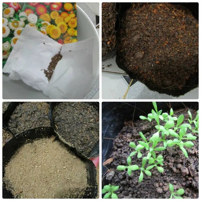 Kỹ thuật bón phân và chăm sóc để hoa cúc bất tử ra hoa đồng đều