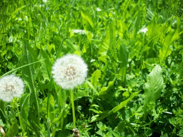 Cách Trồng Hoa Bồ Công Anh Chi Tiết Từ A Đến Z Cho Người Mới Bắt Đầu Cách Trồng Hoa Bồ Công Anh Chi Tiết Từ A Đến Z Cho Người Mới Bắt Đầu