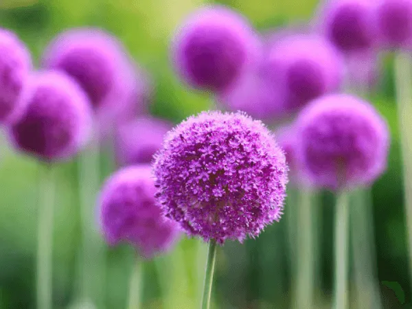 Cách Trồng Hoa Bồ Công Anh Chi Tiết Từ A Đến Z Cho Người Mới Bắt Đầu Cách Trồng Hoa Bồ Công Anh Chi Tiết Từ A Đến Z Cho Người Mới Bắt Đầu