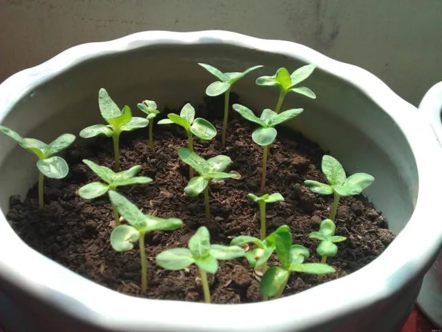 Các bước chuẩn bị để trồng cẩm tú cầu bằng hạt tại nhà