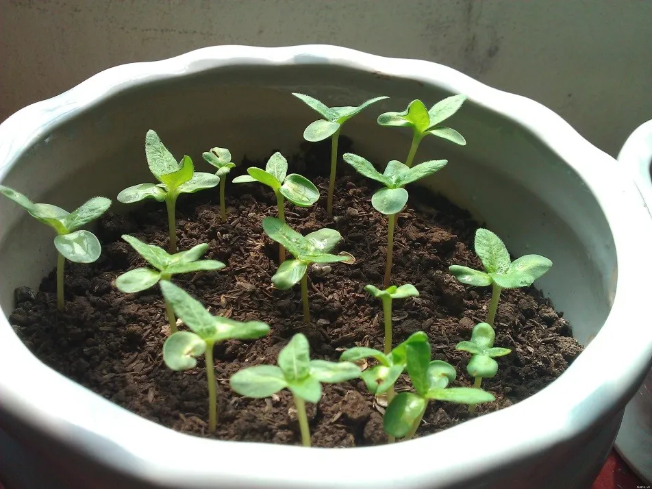 Cây cẩm tú cầu non đang phát triển từ hạt giống