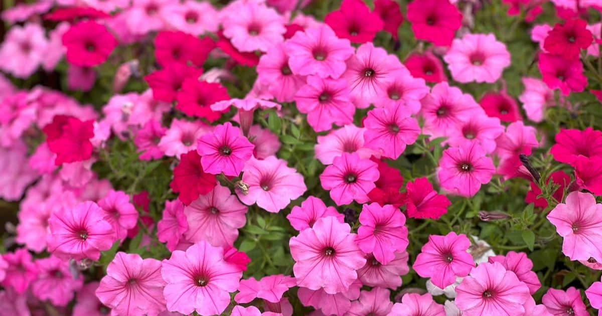 Cách Trồng Dạ Yến Thảo Rủ Chuyên Sâu: Kỹ Thuật Tối Ưu Cho Người Mới Bắt Đầu