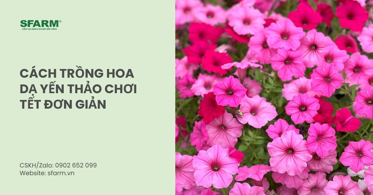 Cách Trồng Dạ Yến Thảo Rủ Chuyên Sâu: Kỹ Thuật Tối Ưu Cho Người Mới Bắt Đầu