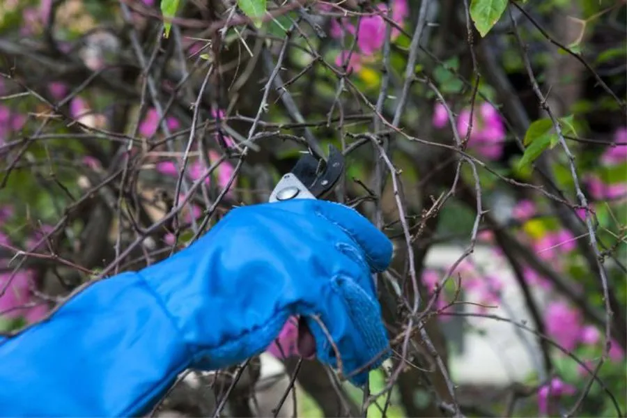 Cắt cành chiết từ cây hoa giấy mẹ theo góc 45 độ và loại bỏ bớt lá