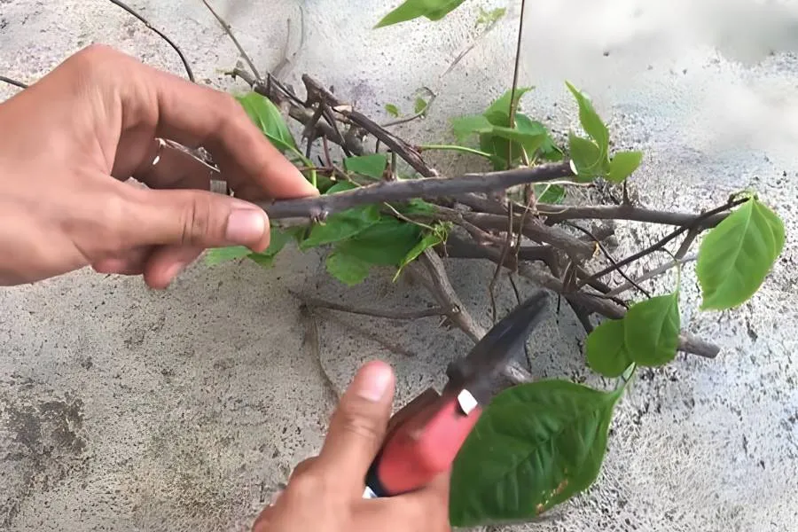 Xử lý cành giâm bằng cách loại bỏ lá thừa và bôi vôi bột lên vết cắt để chống bệnh