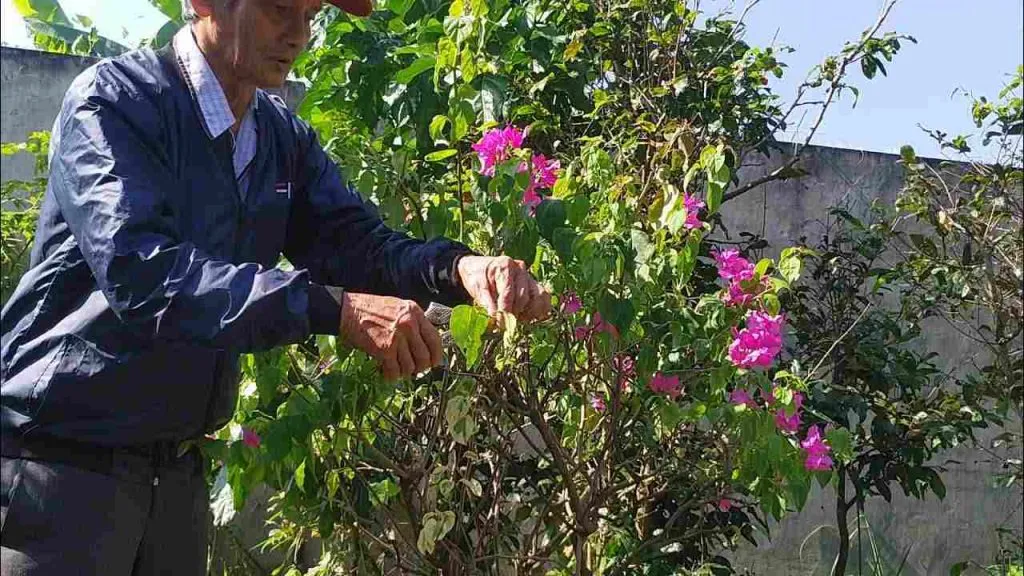 Lựa chọn cành chiết bánh tẻ, khỏe mạnh để nhân giống cây hoa giấy