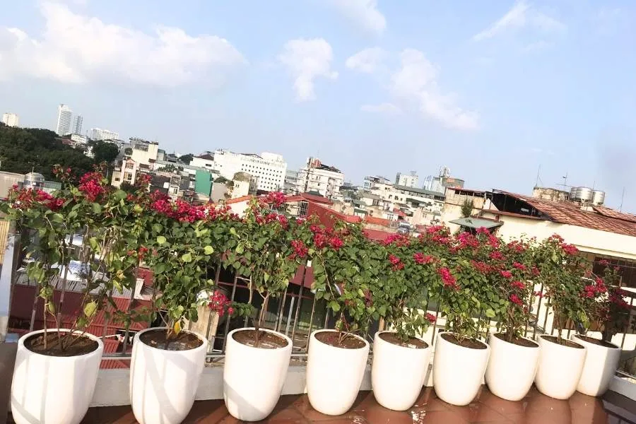 Cung cấp đủ ánh nắng mặt trời cho cây hoa giấy là yếu tố quan trọng để đảm bảo quá trình quang hợp và ra hoa