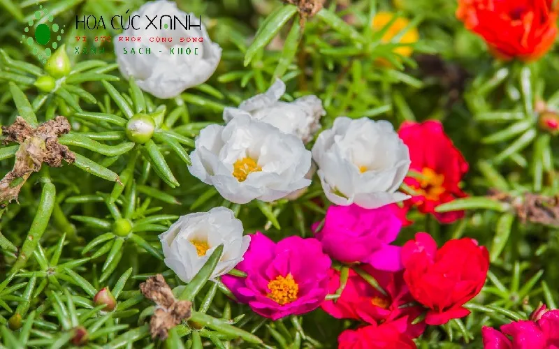 Trồng hoa mười giờ bằng cành với hiệu suất cao