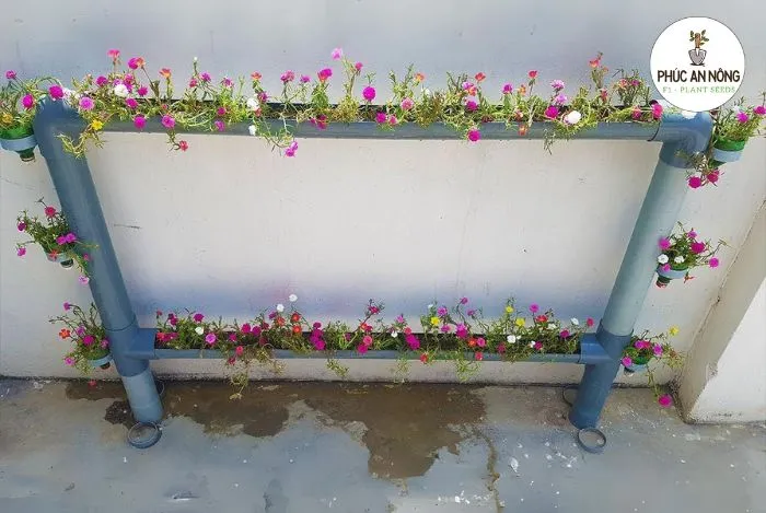 Cách trồng hoa mười giờ trong ống nhựa sáng tạo