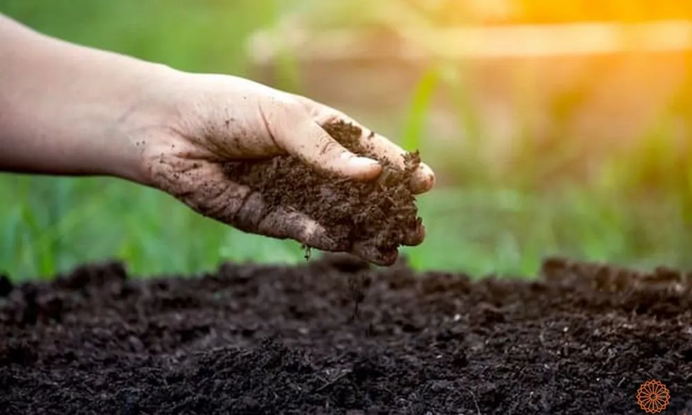 Cây sao nhái không kén đất, ưu tiên đất tơi xốp, giàu dinh dưỡng