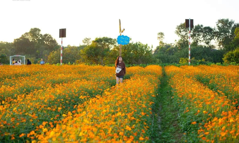 Luống cần cao 20-25cm, cách nhau 2m, để đảm bảo thoát nước