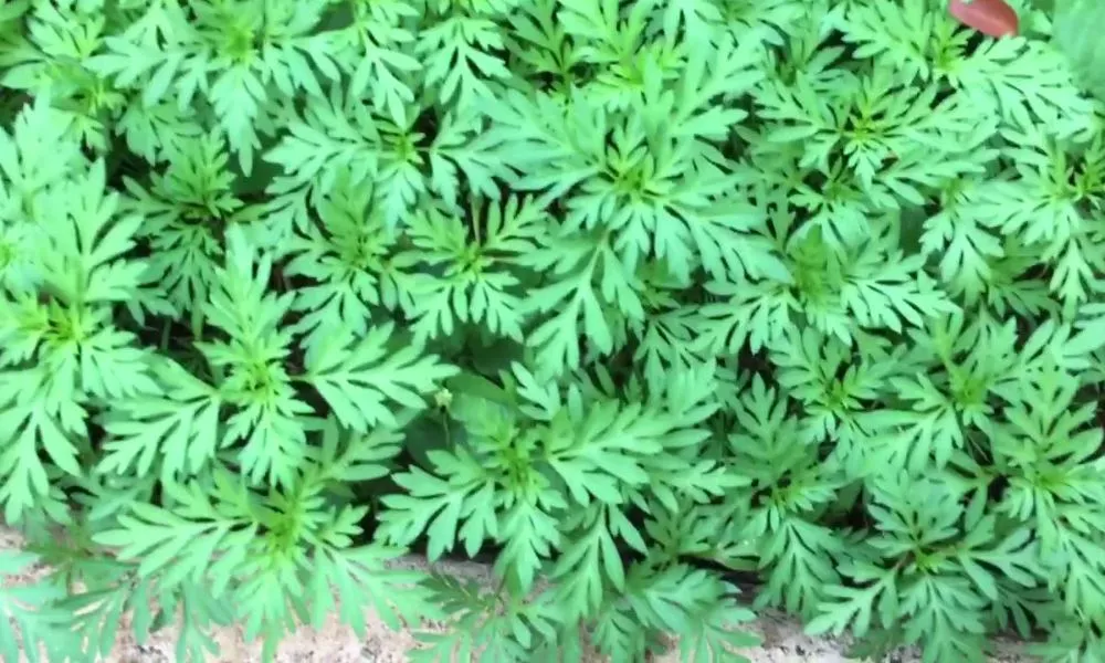 Cần đảm bảo khoảng cách giữa các cây con từ 20-30cm