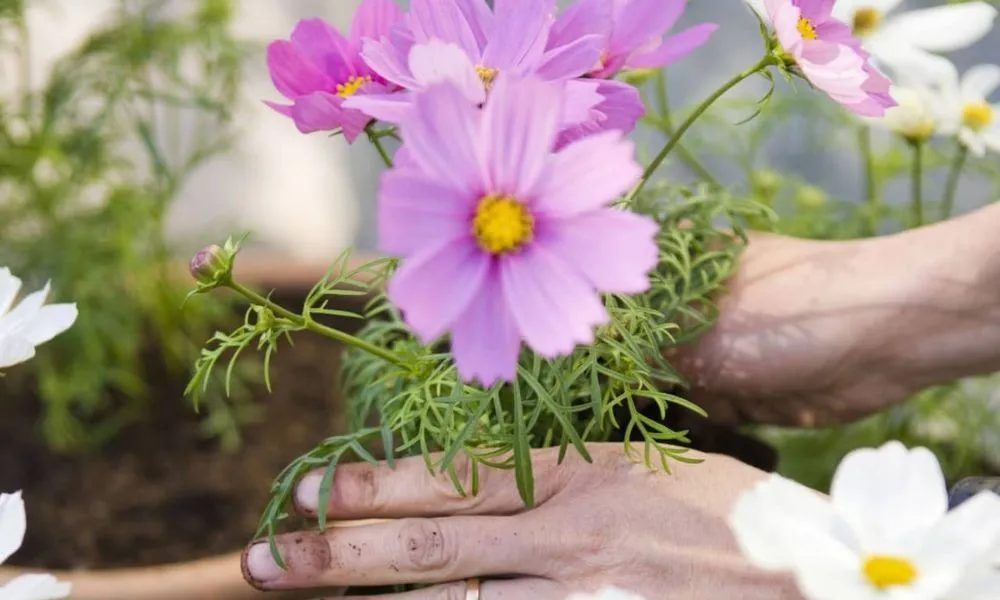 Cách trồng hoa sao nhái đơn giản, hiệu quả cao