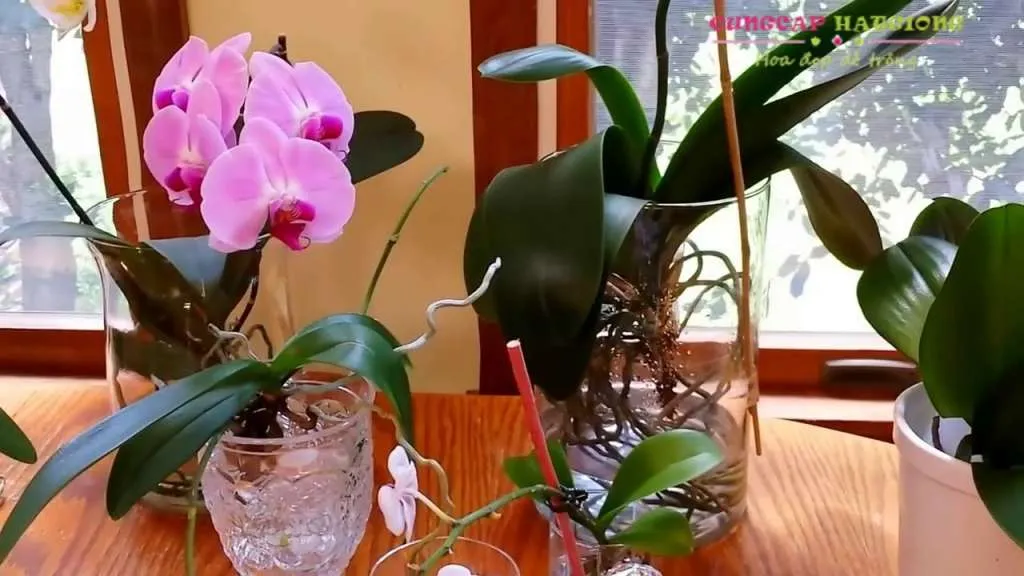 trong-hoa-thuy-canh-trong-binh-thuy-tinh