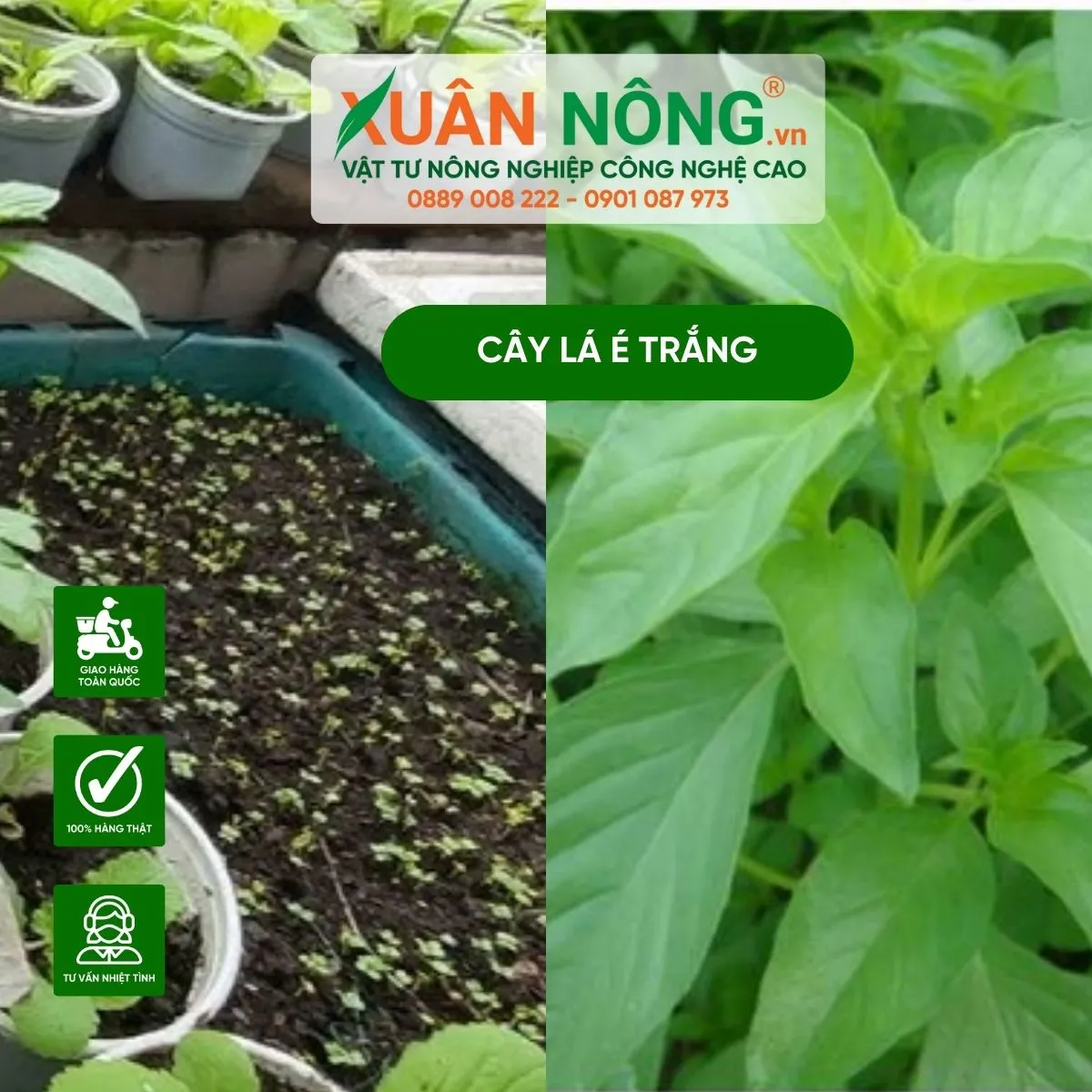 Trong la e - Anh minh hoa ky thuat trong la e