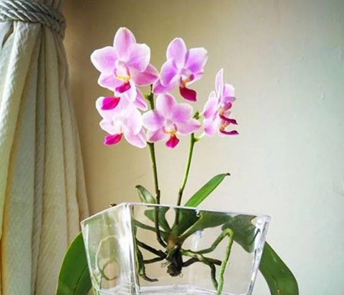 Trồng lan hồ điệp thủy canh là phương pháp phổ biến hiện nay