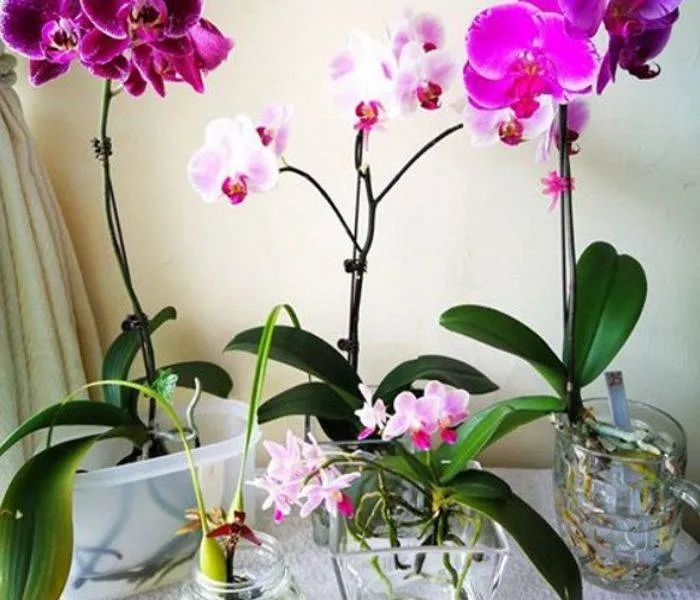 Phương pháp này có một số ưu điểm vượt trội