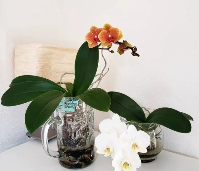 Chọn chậu cây trồng lan hồ điệp thủy canh vô cùng quan trọng