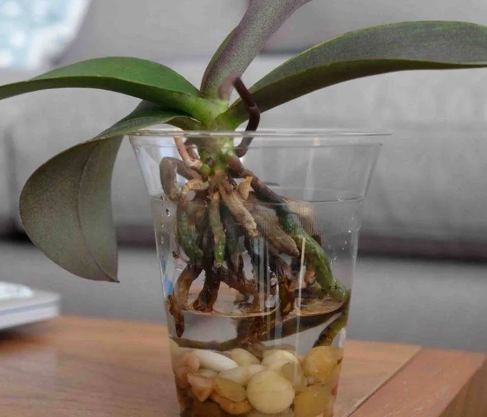 Một số lưu ý khi trồng hoa lan hồ điệp thủy canh