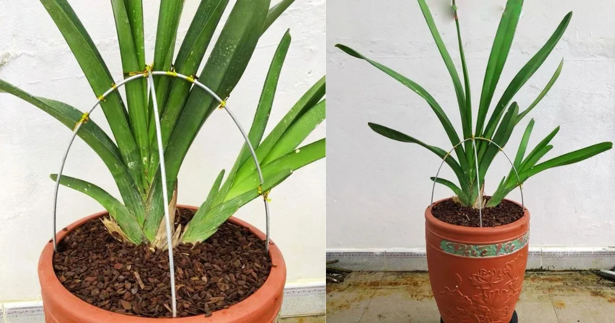 Chuẩn bị trồng lan kiếm - Alt: Cách trồng lan kiếm, chuẩn bị giá thể và chậu trồng lan - Title: Chuẩn bị trồng lan kiếm