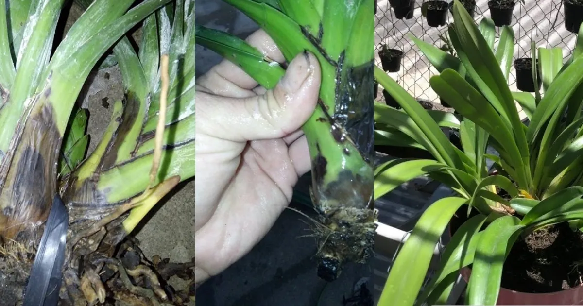 Phòng trừ sâu bệnh hại cho lan kiếm - Alt: Cách trồng lan kiếm, chế độ ánh sáng và nhiệt độ thích hợp - Title: Chế độ ánh sáng và nhiệt độ lan kiếm