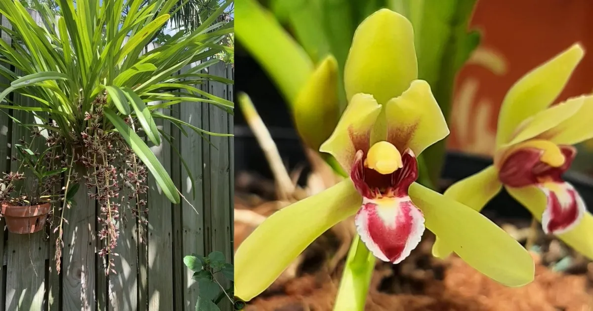 Cách trồng và chăm sóc lan kiếm - Alt: Kỹ thuật đặt cây và chế độ chăm sóc lan kiếm - Title: Cách trồng và chăm sóc lan kiếm