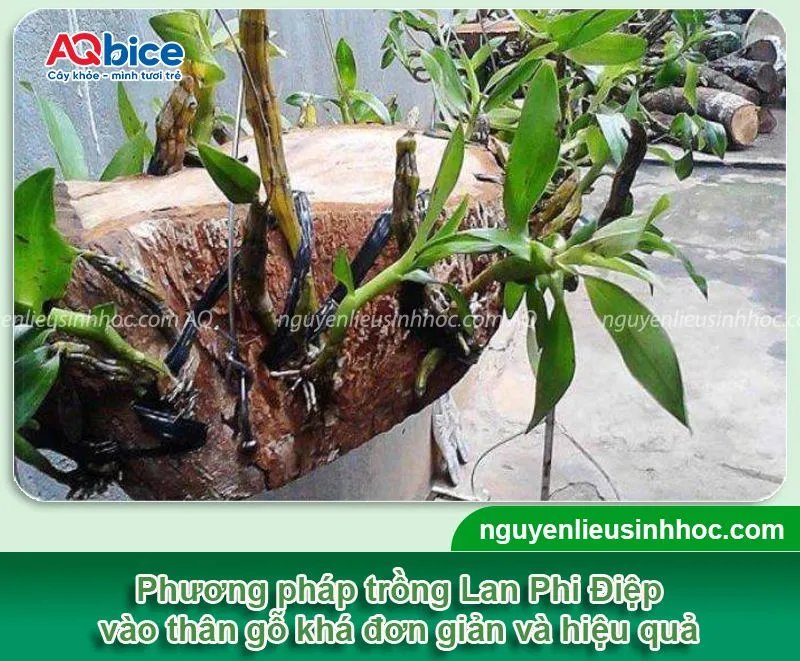 Áp dụng nhanh cách trồng cây Lan Phi Điệp vào bảng gỗ với các bước đơn giản