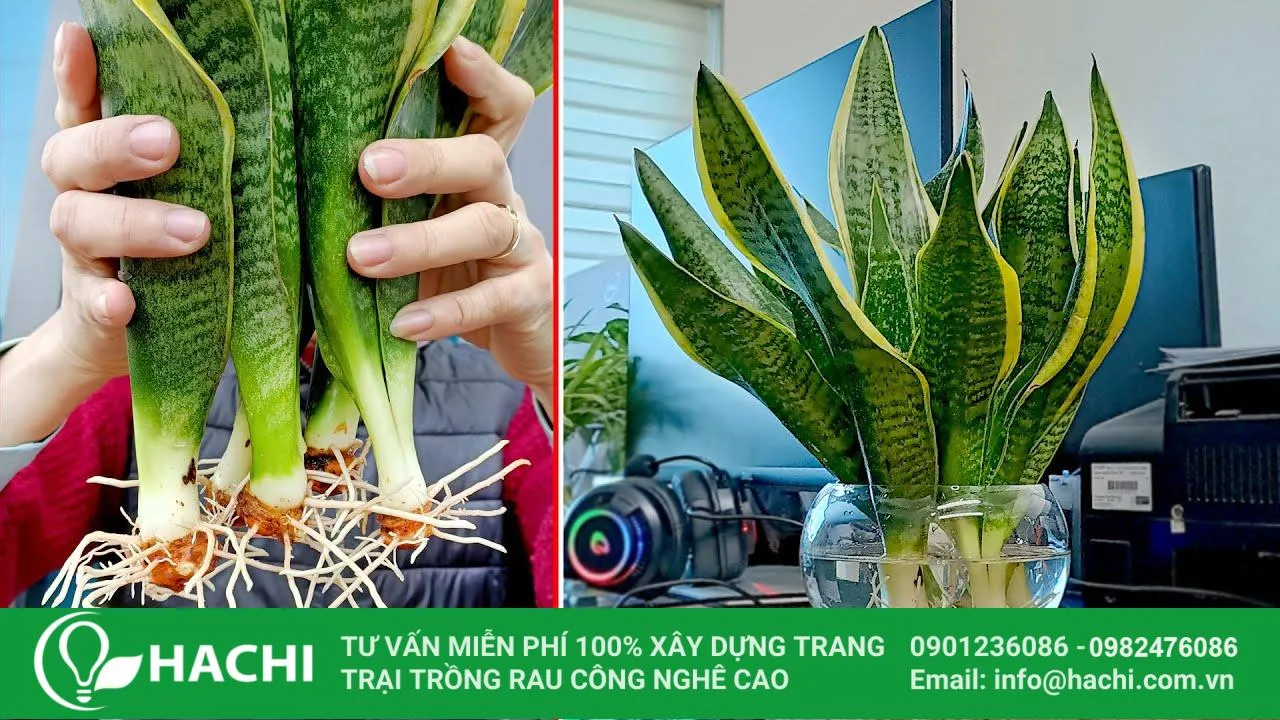 trồng cây lưỡi hổ thủy canh tại nhà