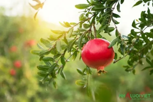 Chậu cây lựu được đặt ở vị trí đón nhiều ánh nắng mặt trời để đảm bảo cây phát triển khỏe mạnh